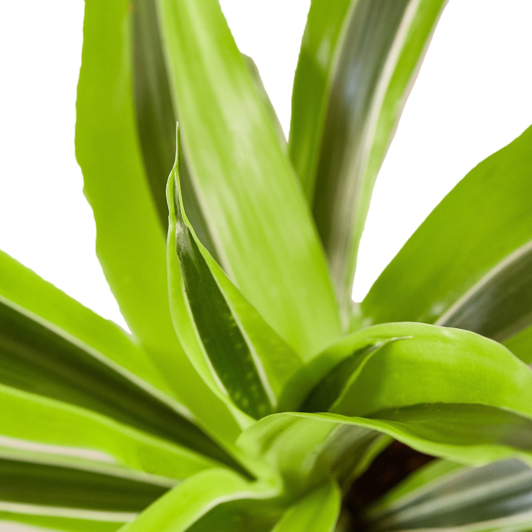 Dracaena Deremensis 'Lemon Lime' - Cheeky Garden