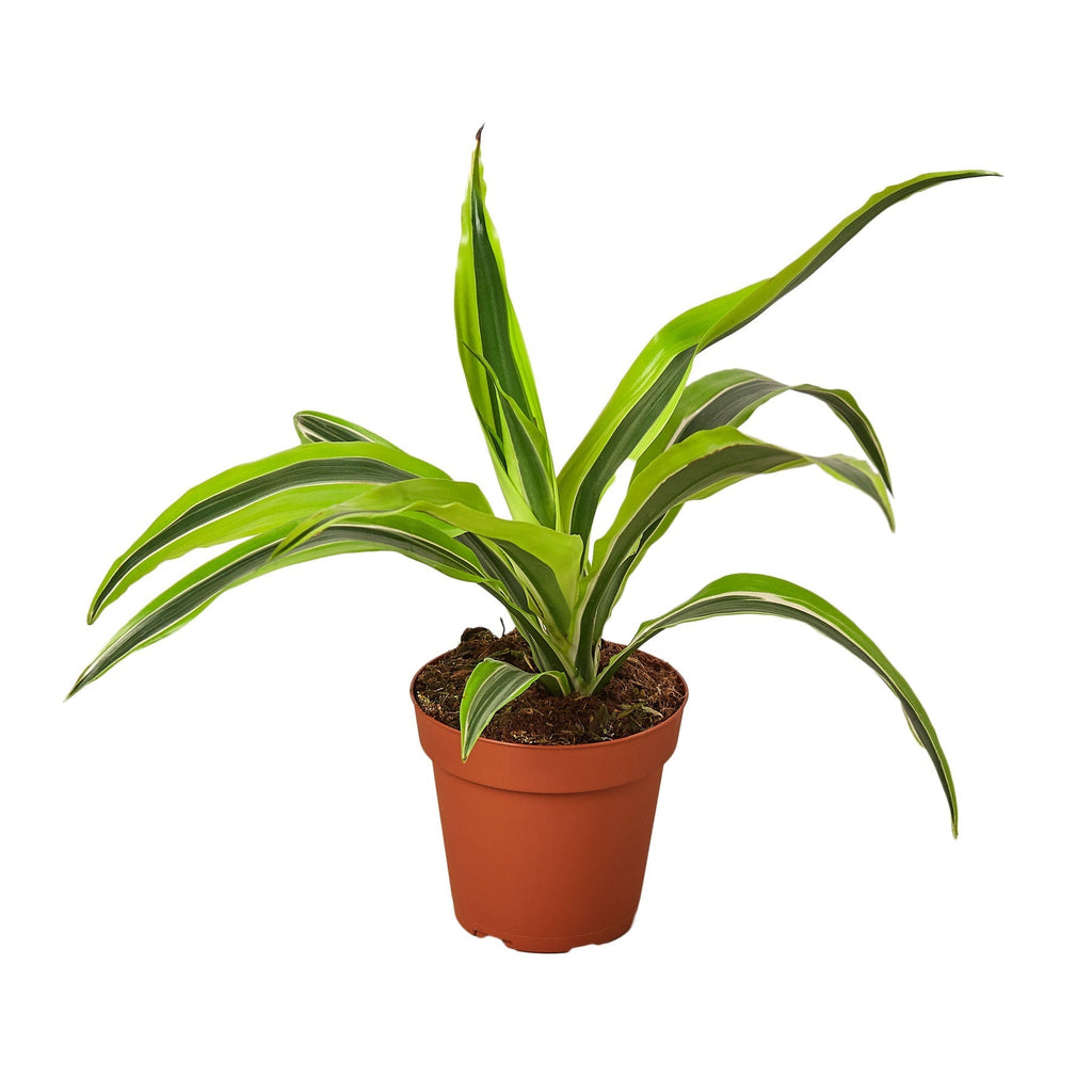 Dracaena Deremensis 'Lemon Lime' - Cheeky Garden