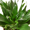 Dracaena 'Janet Craig' - 6" Pot - NURSERY POT ONLY - Cheeky Garden