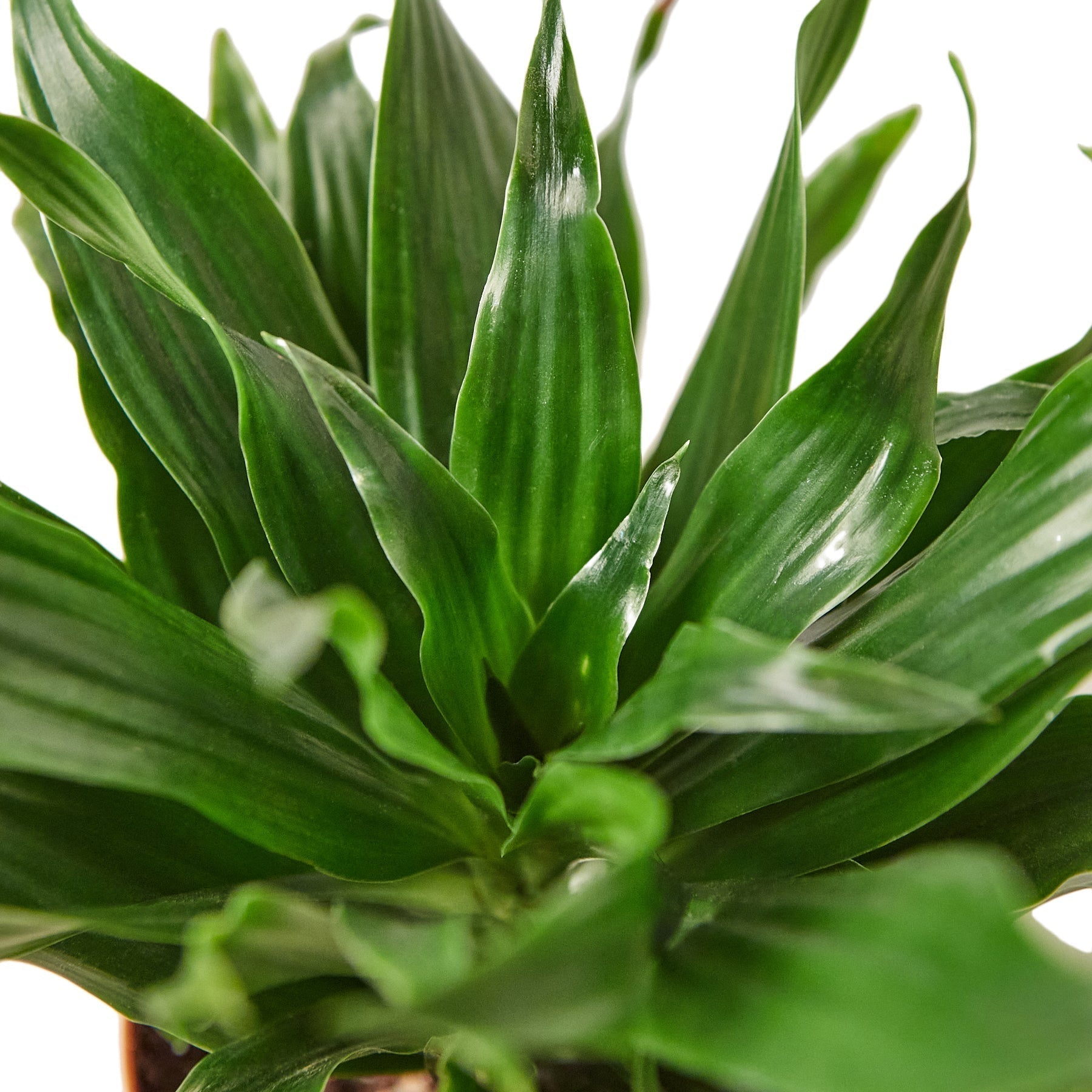 Dracaena 'Janet Craig' - 6" Pot - NURSERY POT ONLY - Cheeky Garden