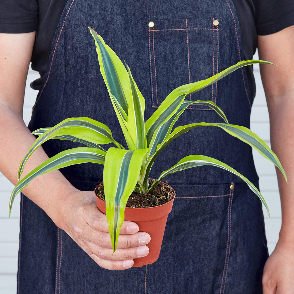 Dracaena 'Lemon Lime' - Cheeky Garden