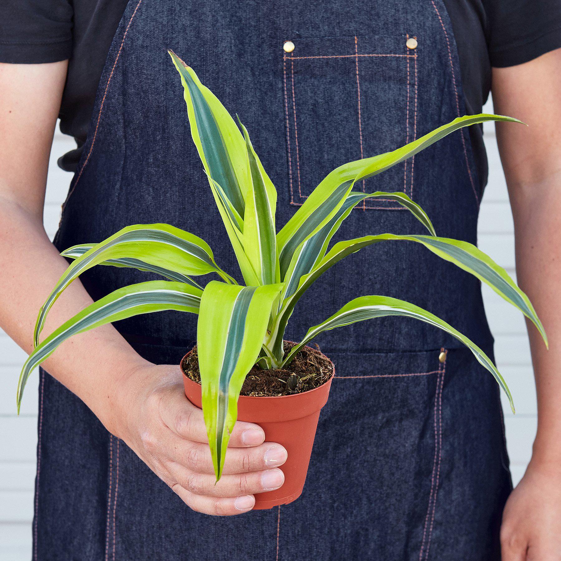 Dracaena 'Lemon Lime' - Cheeky Garden