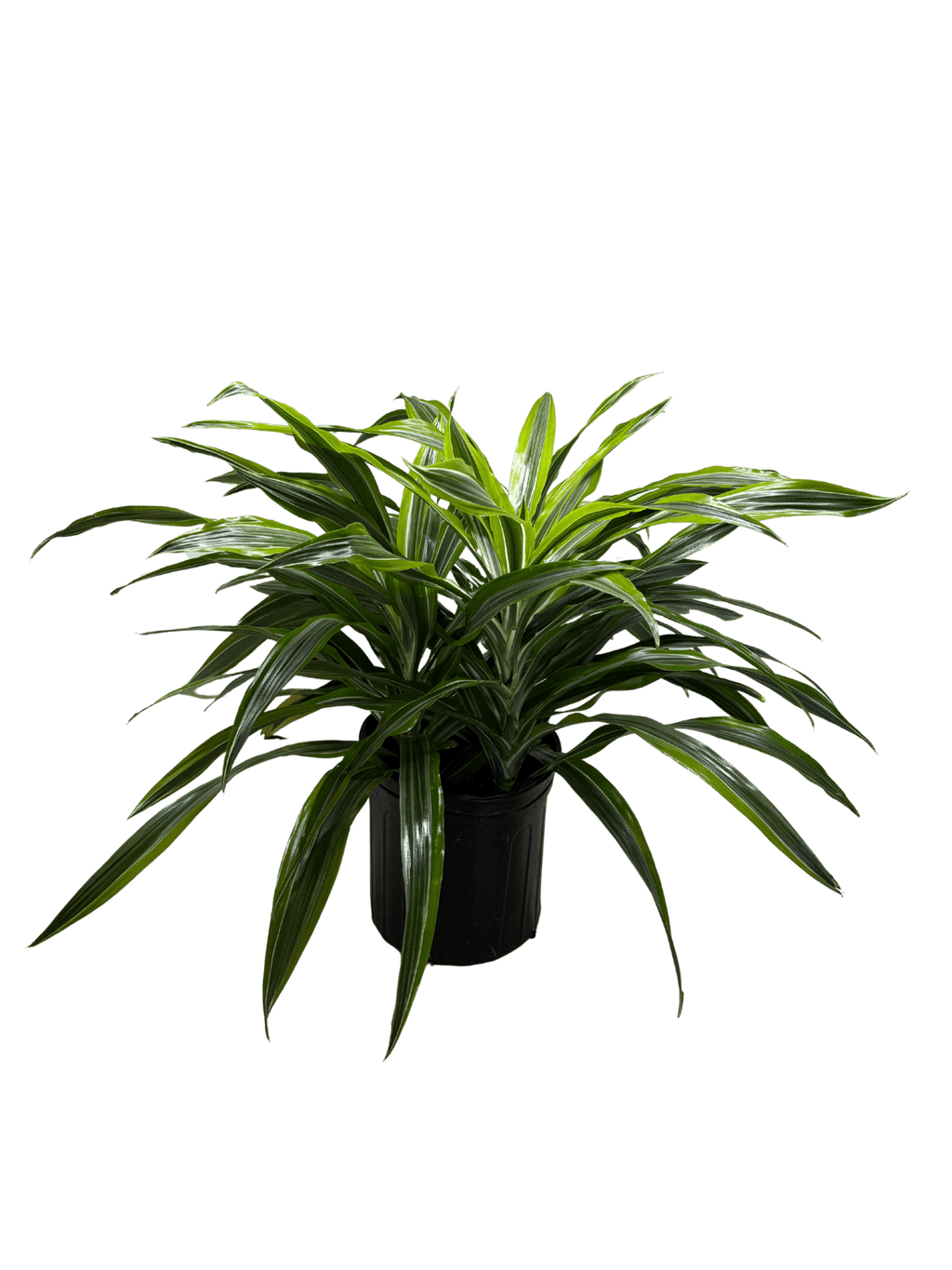 Dracaena 'Lemon Lime' - Cheeky Garden