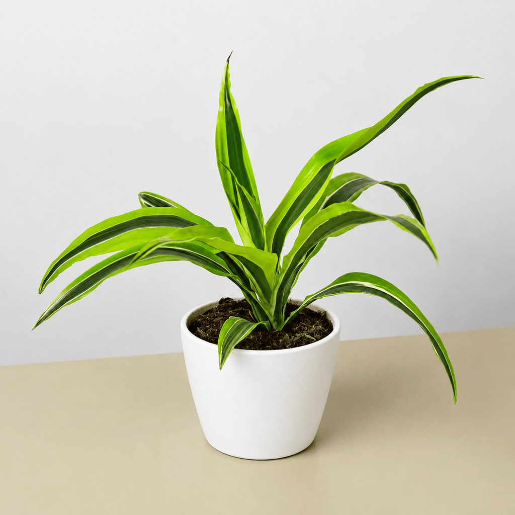 Dracaena 'Lemon Lime' - Cheeky Garden