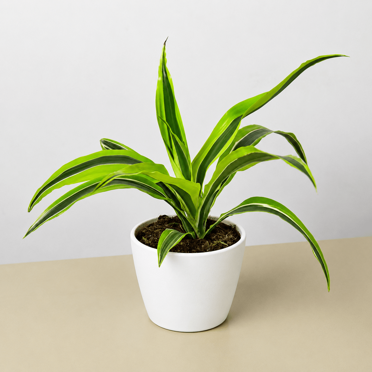 Dracaena 'Lemon Lime' - Cheeky Garden