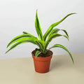 Dracaena 'Lemon Lime' - Cheeky Garden