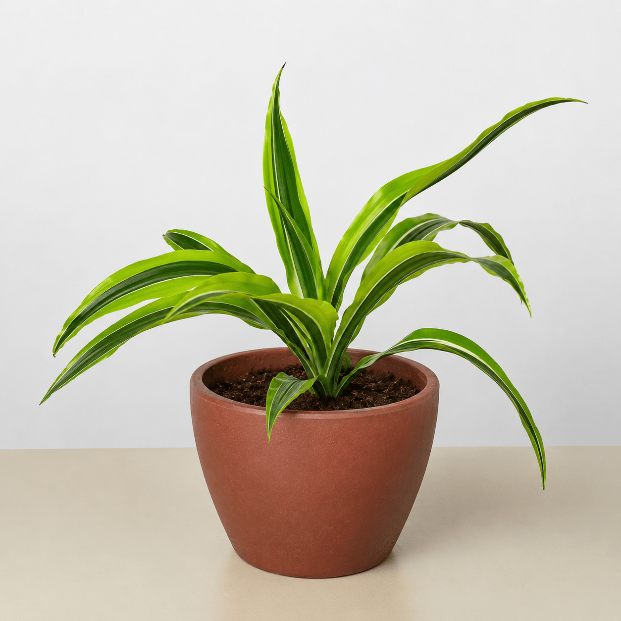 Dracaena 'Lemon Lime' - Cheeky Garden
