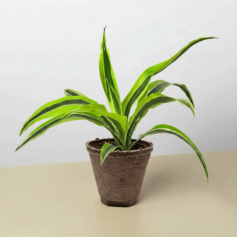 Dracaena 'Lemon Lime' - Cheeky Garden