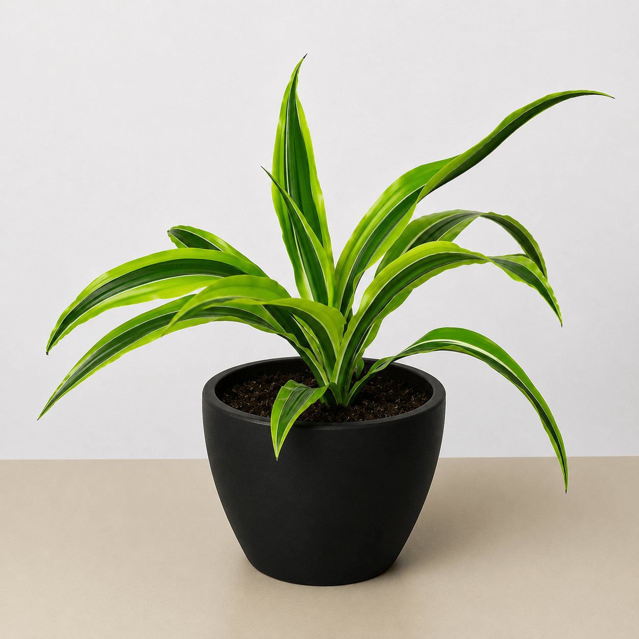Dracaena 'Lemon Lime' - Cheeky Garden