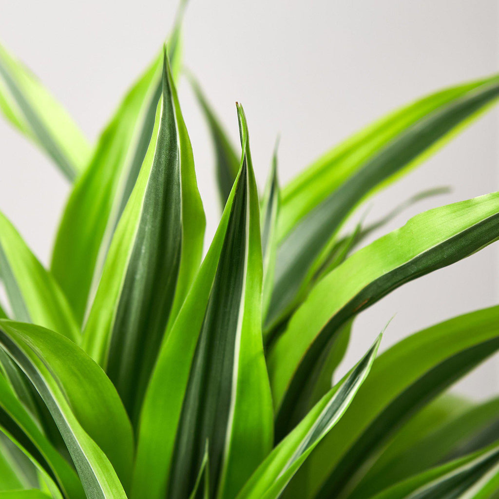 Dracaena 'Lemon Lime' - Cheeky Garden