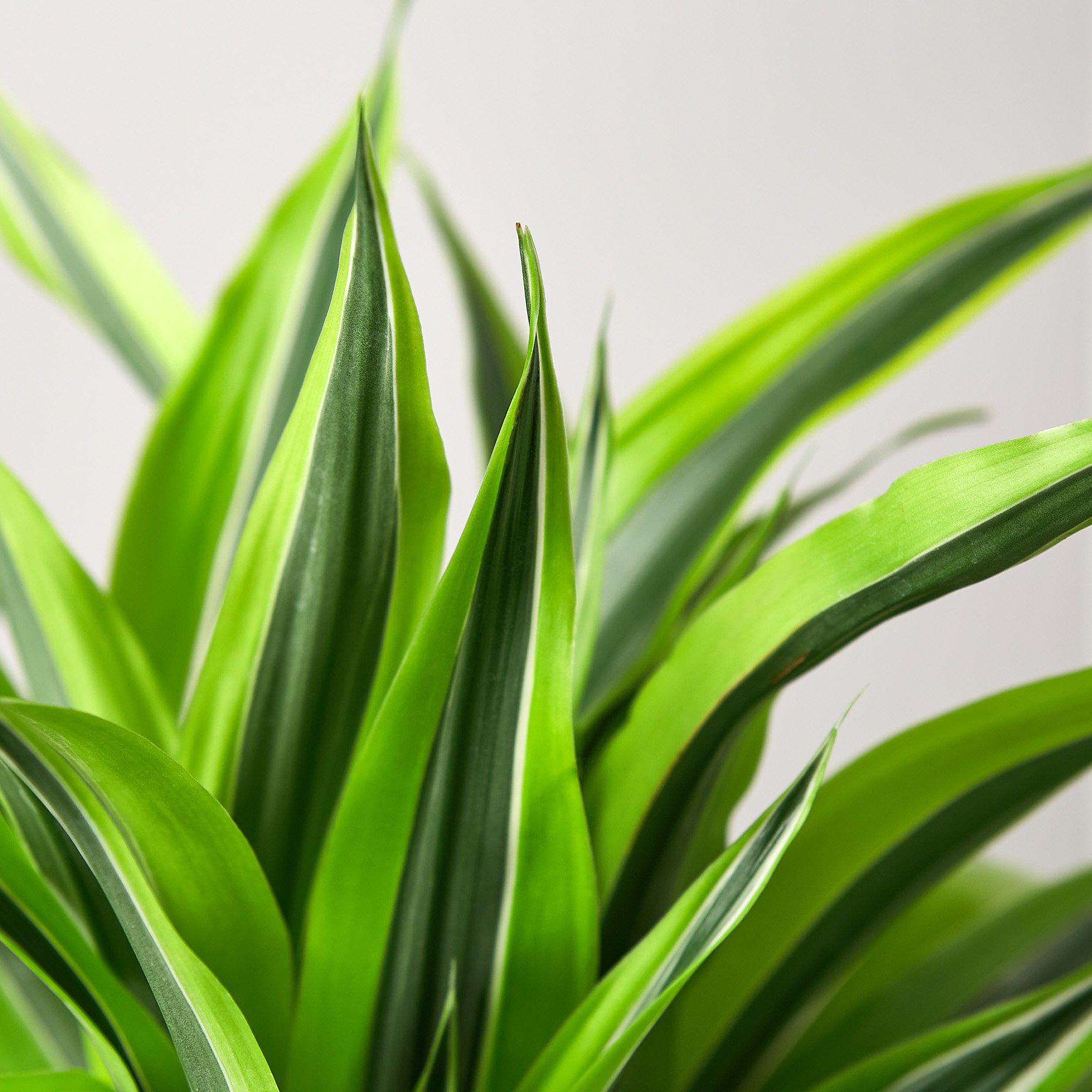 Dracaena 'Lemon Lime' - Cheeky Garden