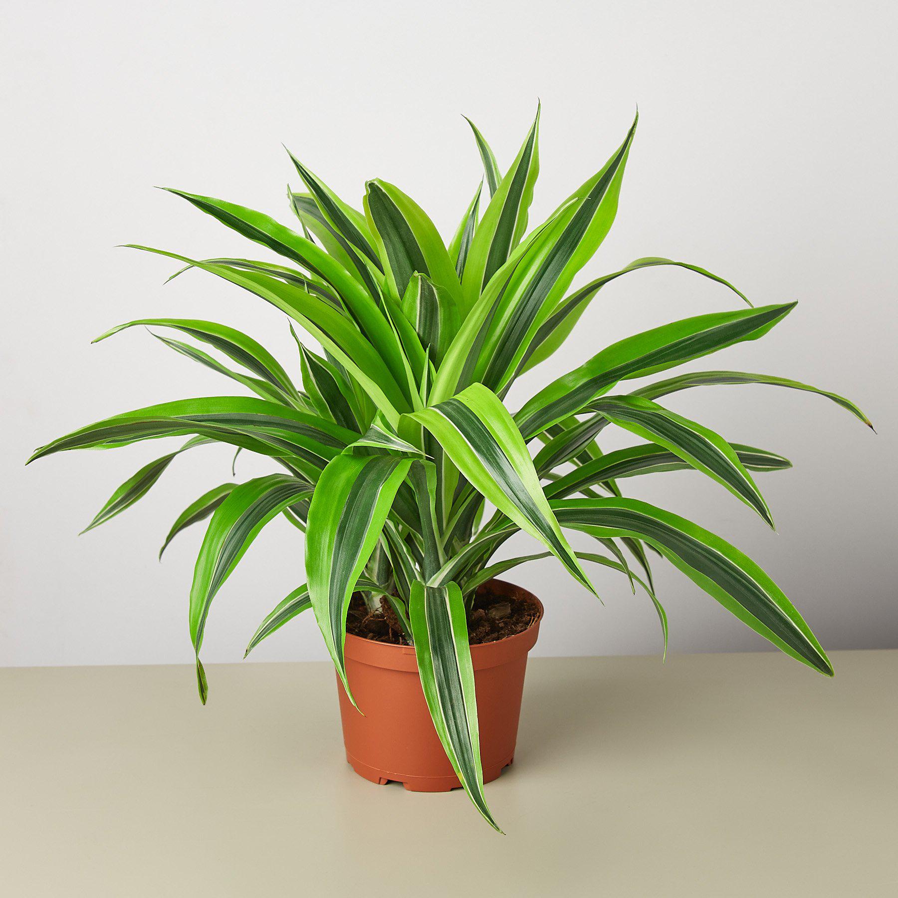 Dracaena 'Lemon Lime' - Cheeky Garden
