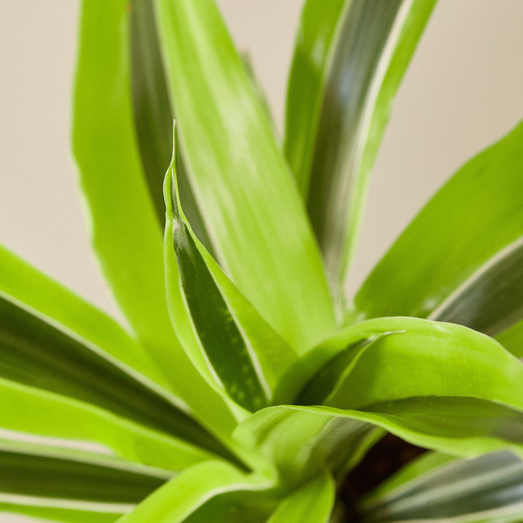 Dracaena 'Lemon Lime' - Cheeky Garden