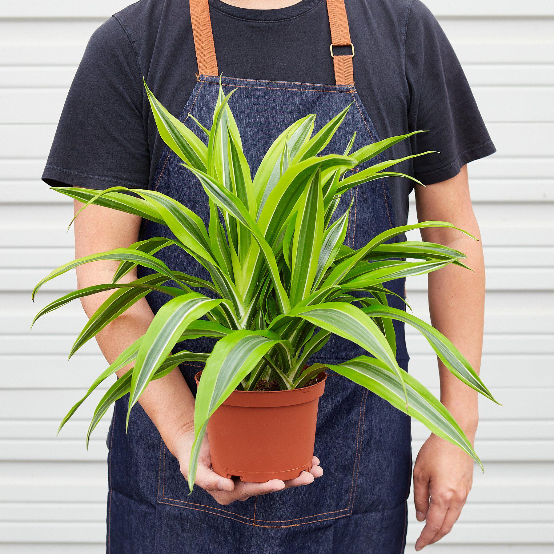 Dracaena 'Lemon Lime' - Cheeky Garden