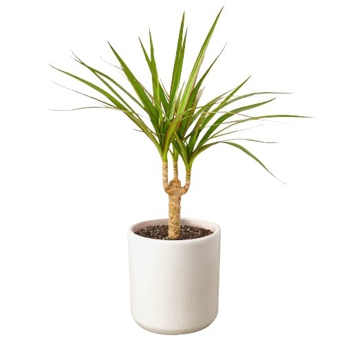 Dracaena Marginata Cane - Cheeky Garden