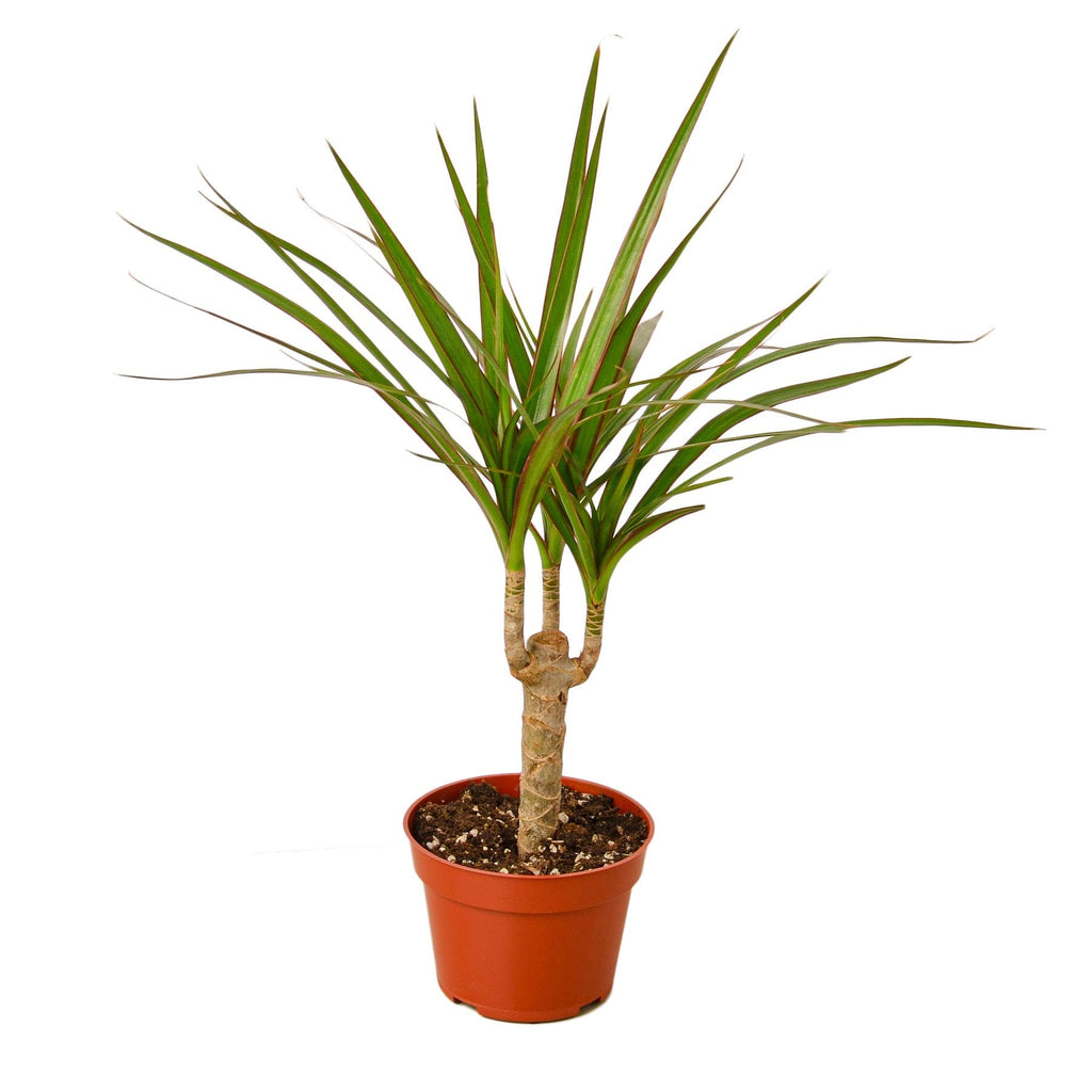 Dracaena Marginata Cane - Cheeky Garden