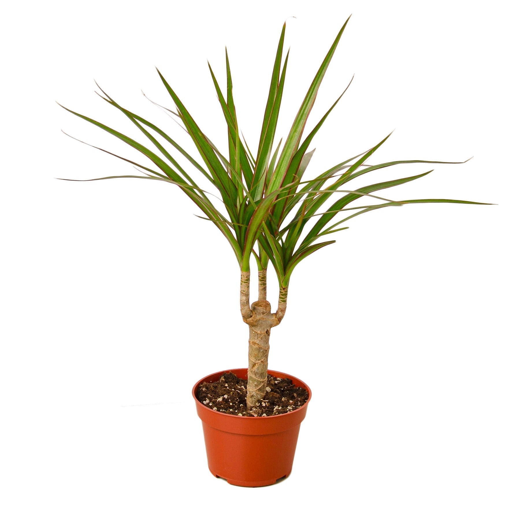 Dracaena Marginata Cane - Cheeky Garden