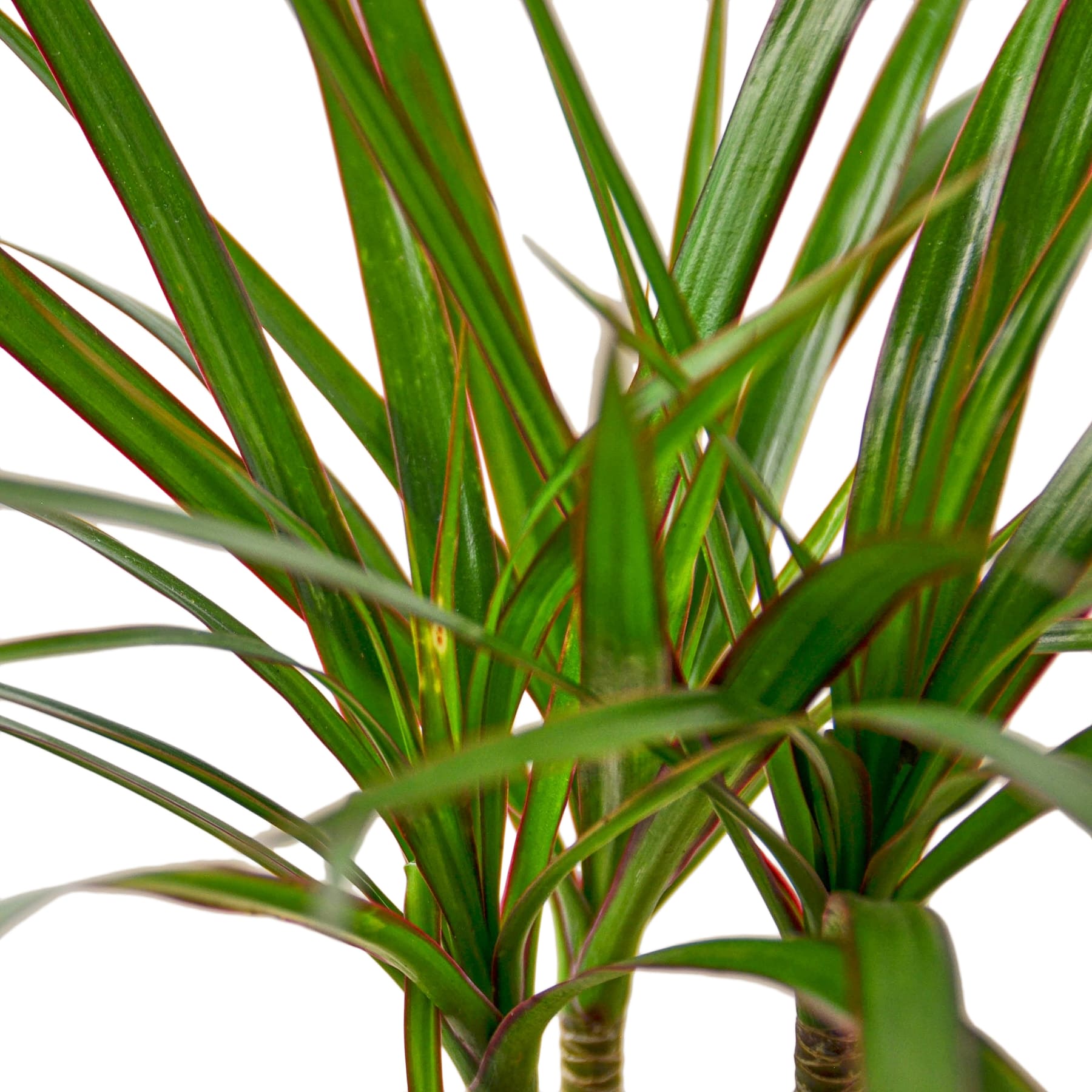 Dracaena Marginata Cane - Cheeky Garden