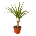 Dracaena Marginata Cane - 4" Pot - NURSERY POT ONLY - Cheeky Garden