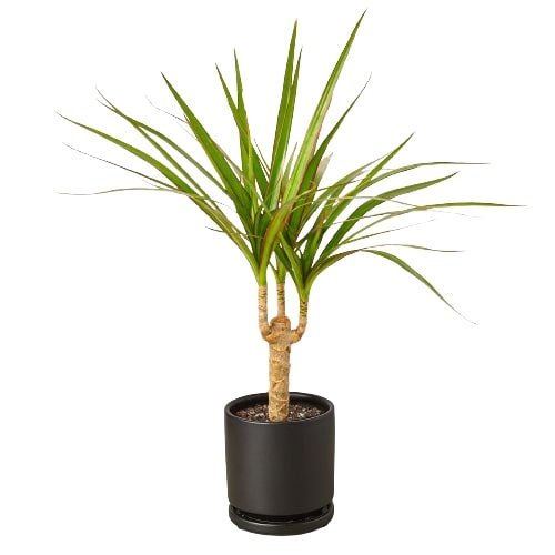 Dracaena Marginata Cane - Cheeky Garden