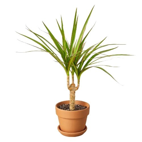 Dracaena Marginata Cane - Cheeky Garden