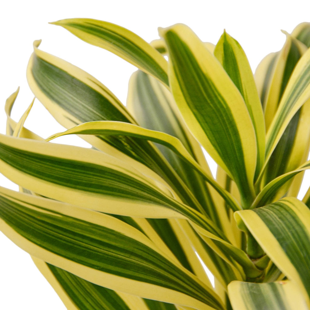 Dracaena 'Song of India' - Cheeky Garden