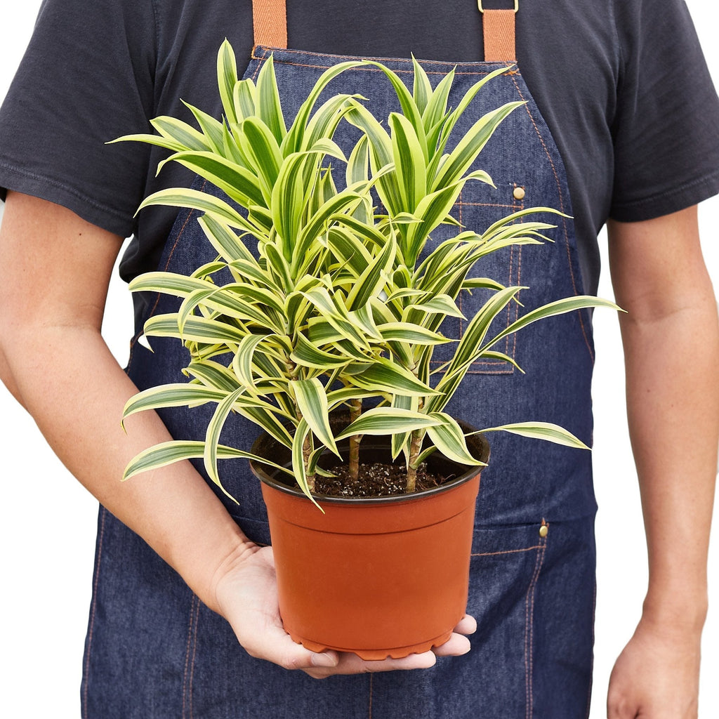 Dracaena 'Song of India' - Cheeky Garden