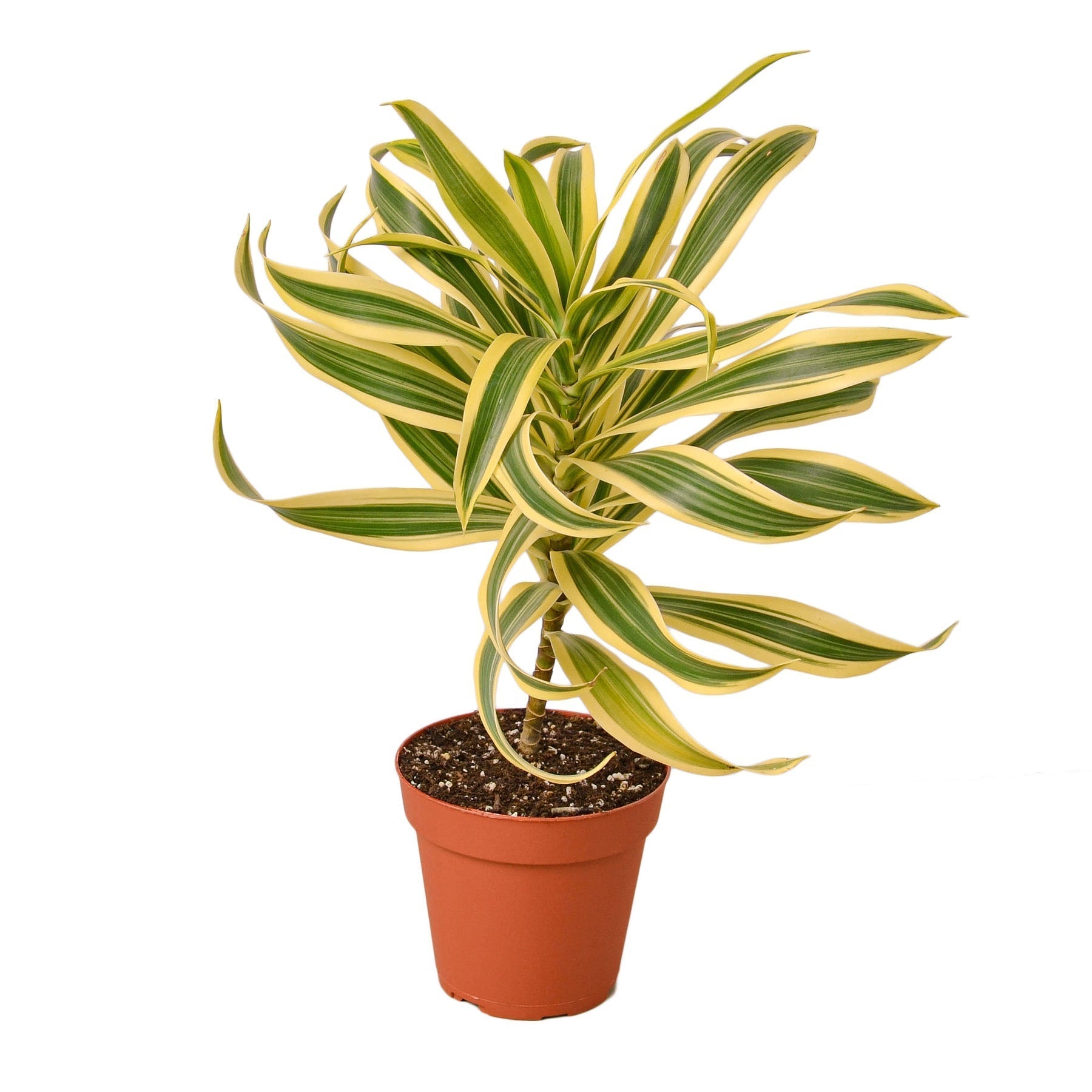Dracaena 'Song of India' - Cheeky Garden
