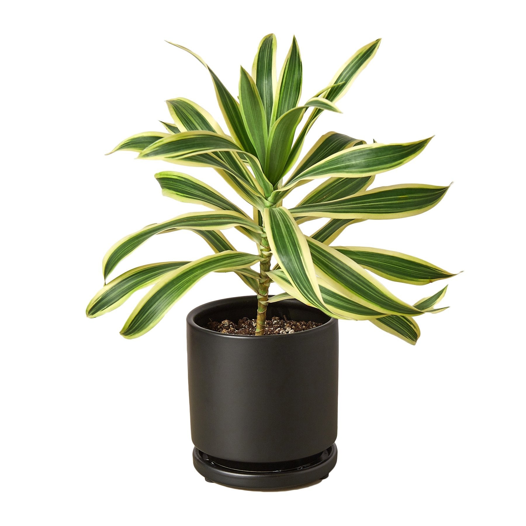 Dracaena 'Song of India' - Cheeky Garden