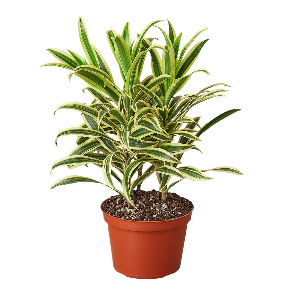 Dracaena 'Song of India' - Cheeky Garden