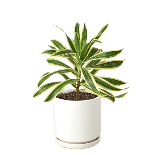 Dracaena 'Song of India' - Cheeky Garden