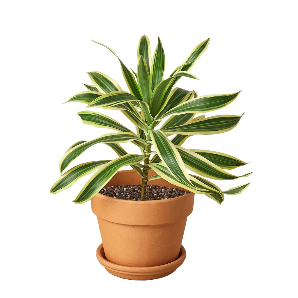 Dracaena 'Song of India' - Cheeky Garden