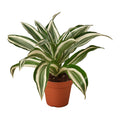 Dracaena 'Warneckii White Jewel' - 4" Pot - NURSERY POT ONLY - Cheeky Garden