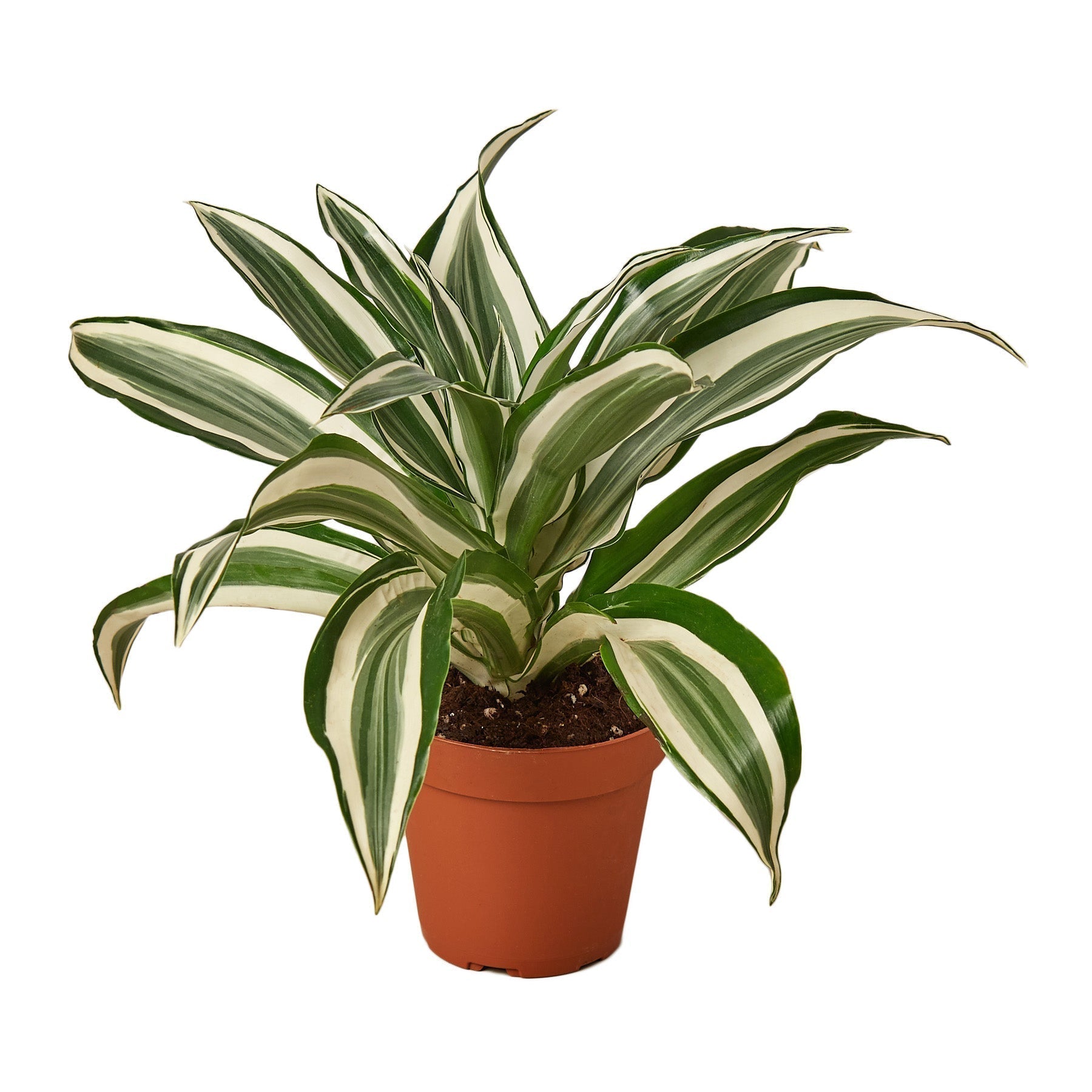 Dracaena 'Warneckii White Jewel' - 4" Pot - NURSERY POT ONLY - Cheeky Garden