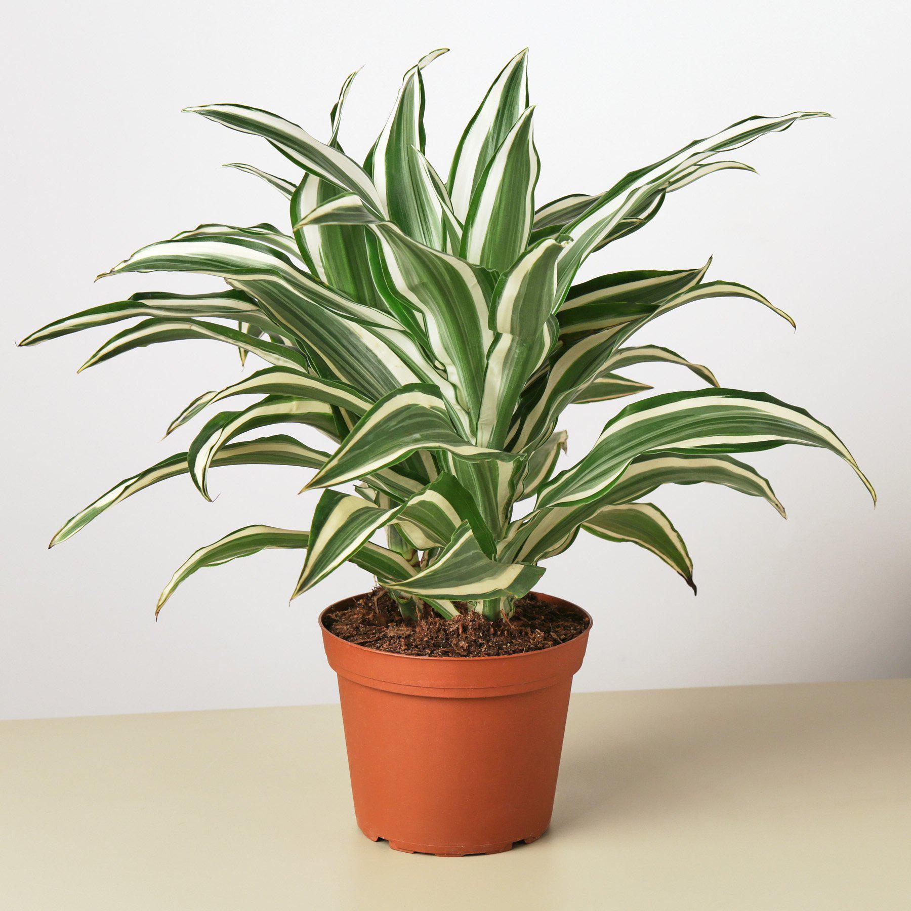 Dracaena 'Warneckii White Jewel' - Cheeky Garden