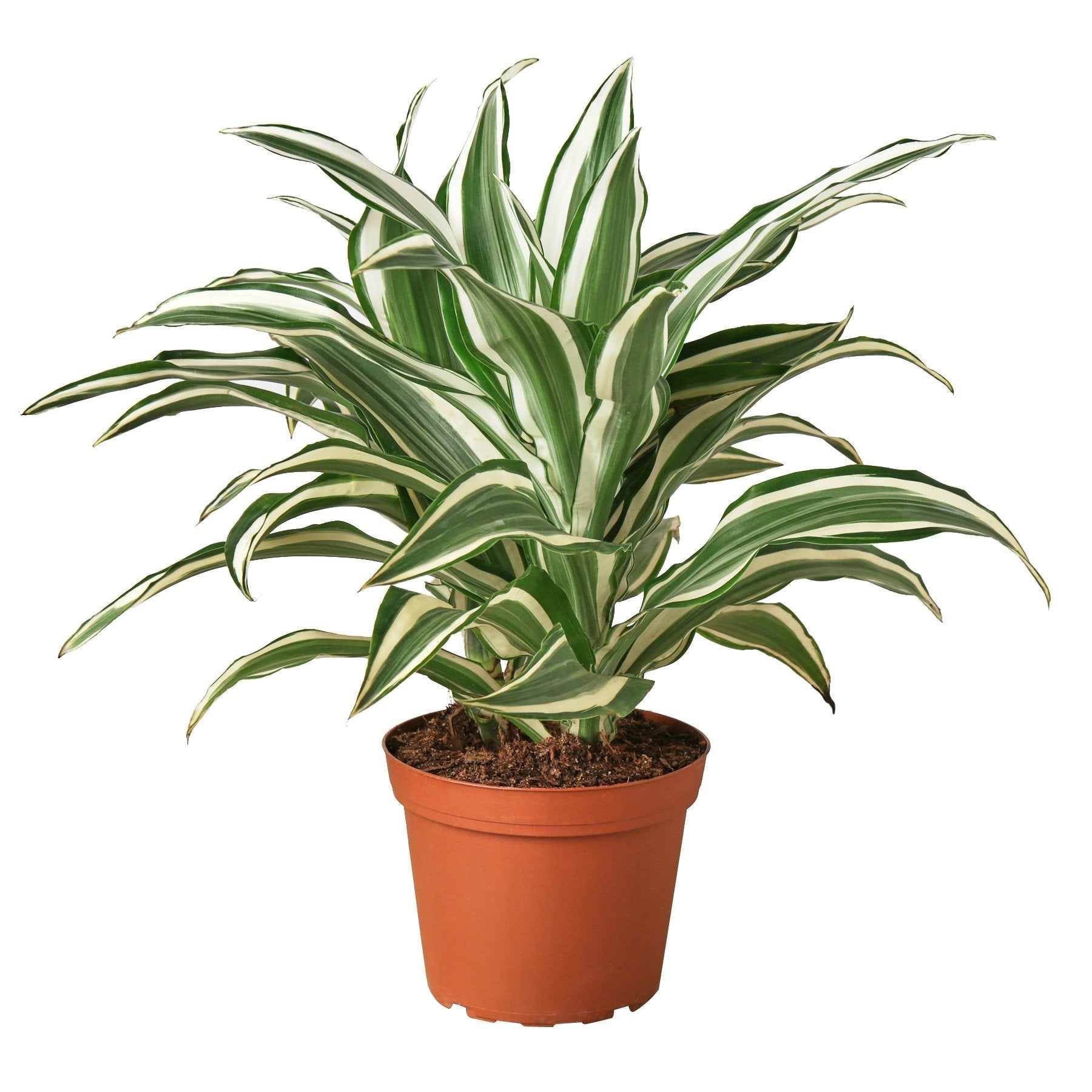 Dracaena 'Warneckii White Jewel' - 6" Pot - NURSERY POT ONLY - Cheeky Garden