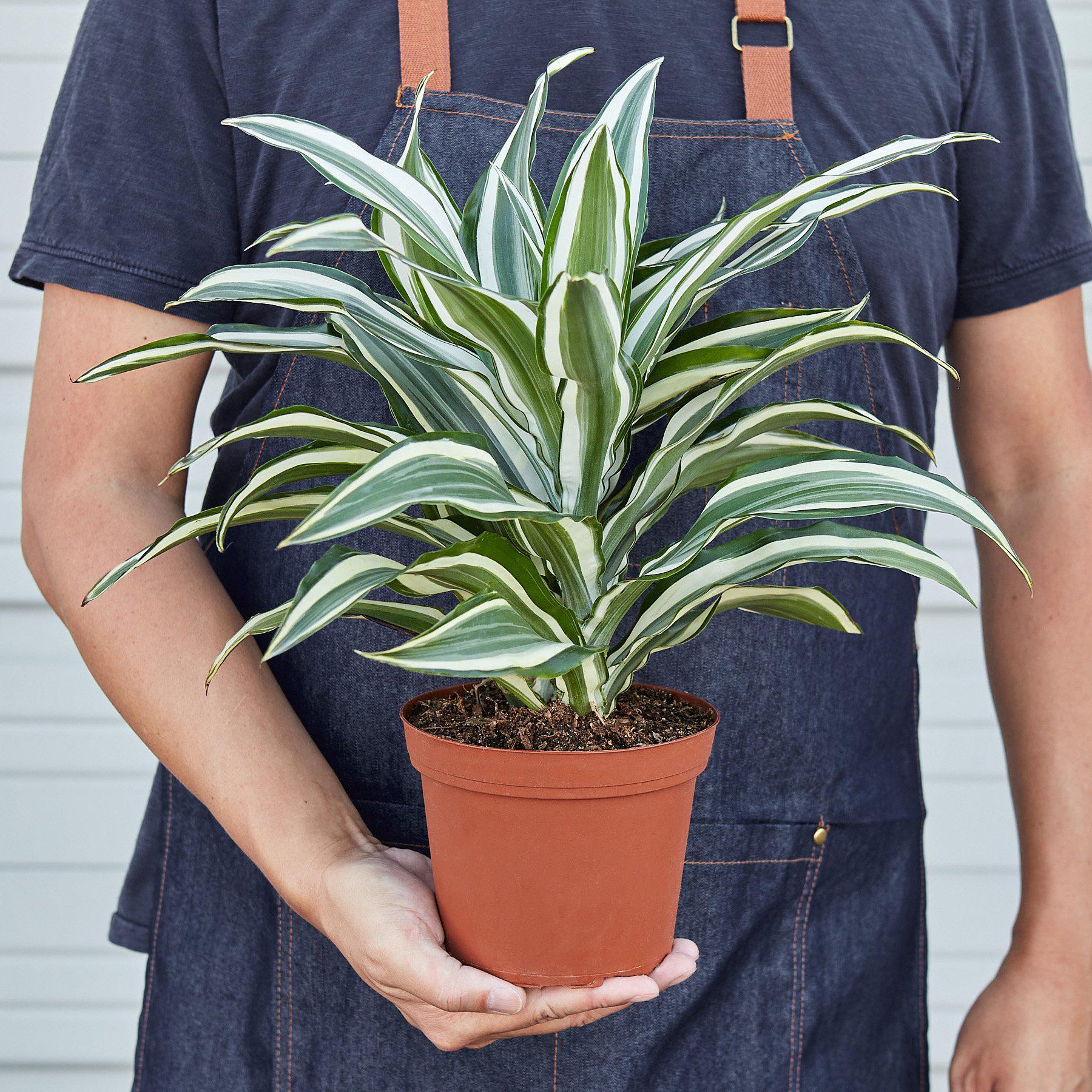 Dracaena 'Warneckii White Jewel' - Cheeky Garden