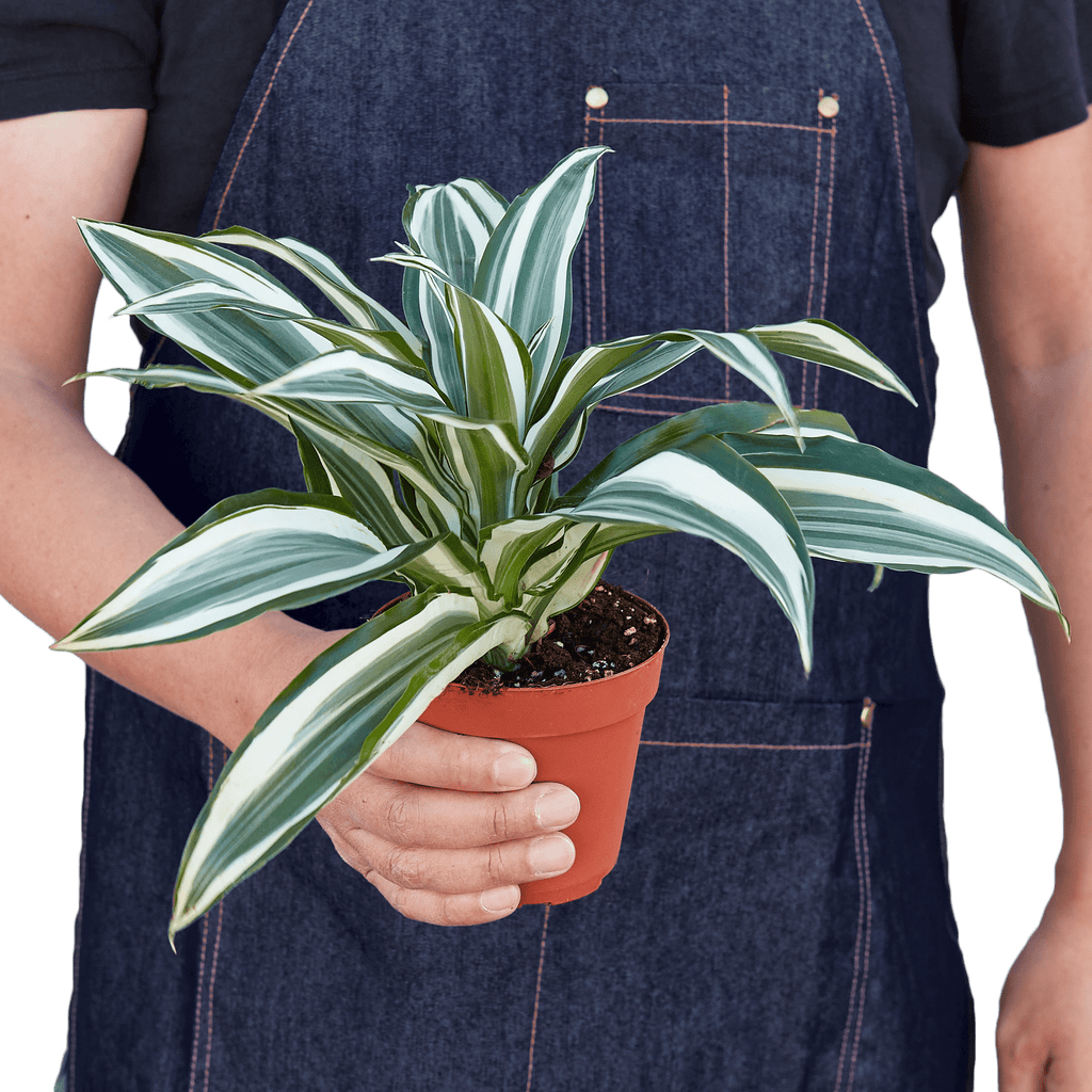Dracaena 'Warneckii White Jewel' - Cheeky Garden