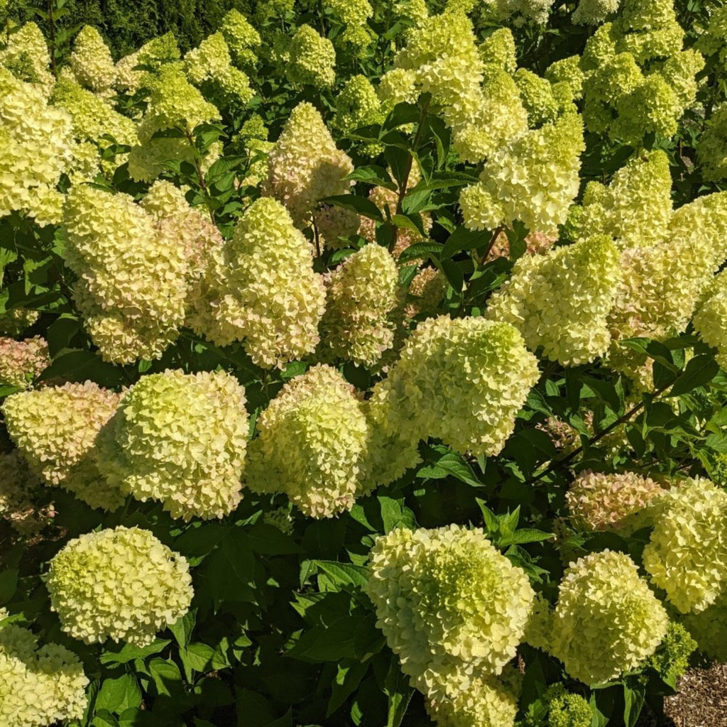 Dragon Baby™ Hardy Hydrangea - Cheeky Garden