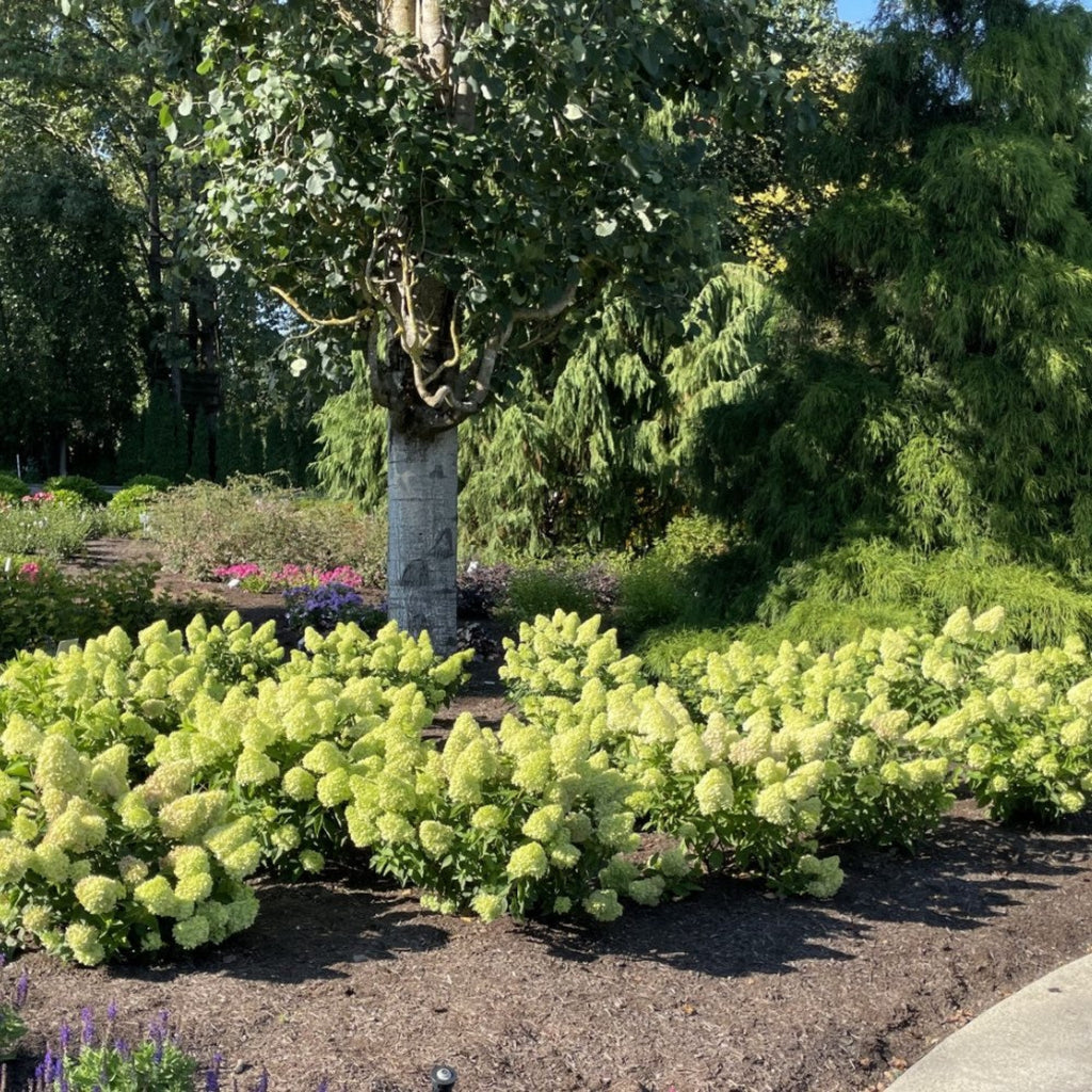 Dragon Baby™ Hardy Hydrangea - Cheeky Garden