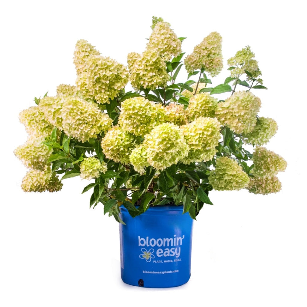 Dragon Baby™ Hardy Hydrangea - Cheeky Garden