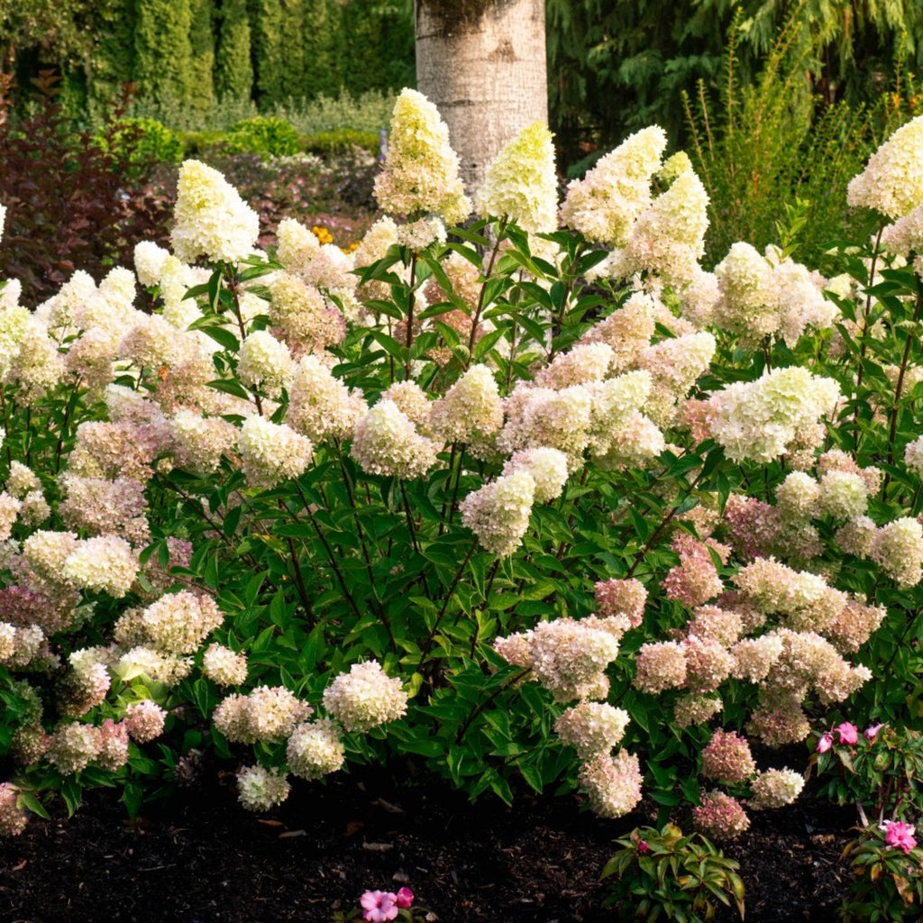 Dragon Baby™ Hardy Hydrangea - Cheeky Garden