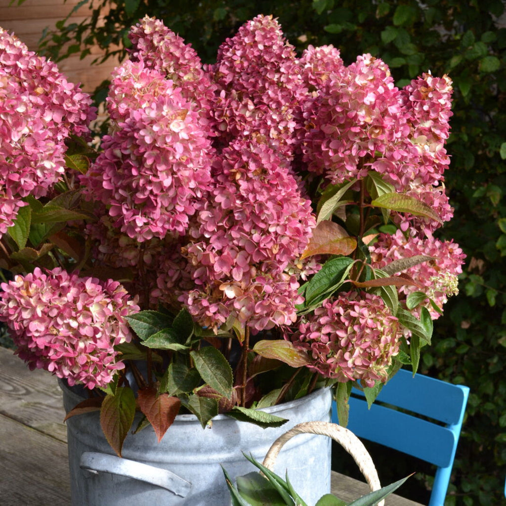 Dragon Baby™ Hardy Hydrangea - Cheeky Garden