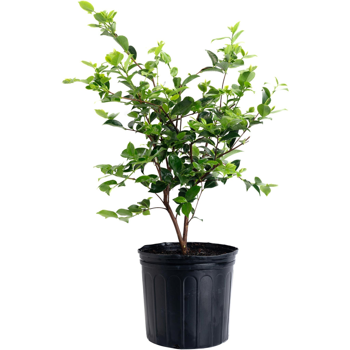 Dream Weaver Camellia - Cheeky Garden