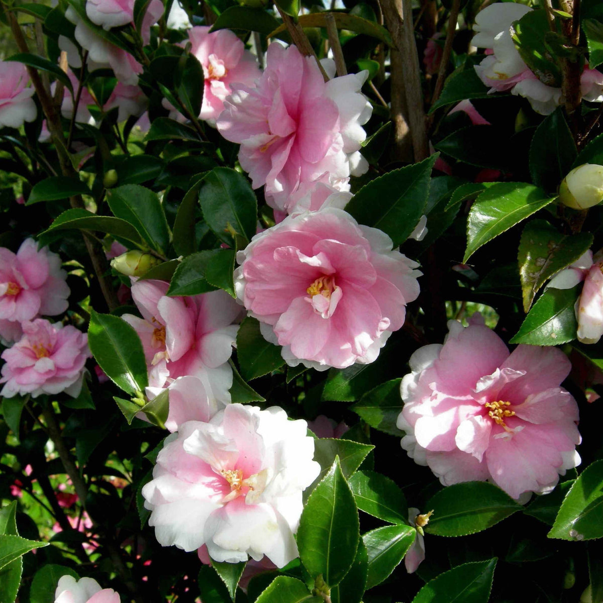 Dream Weaver Camellia - Cheeky Garden
