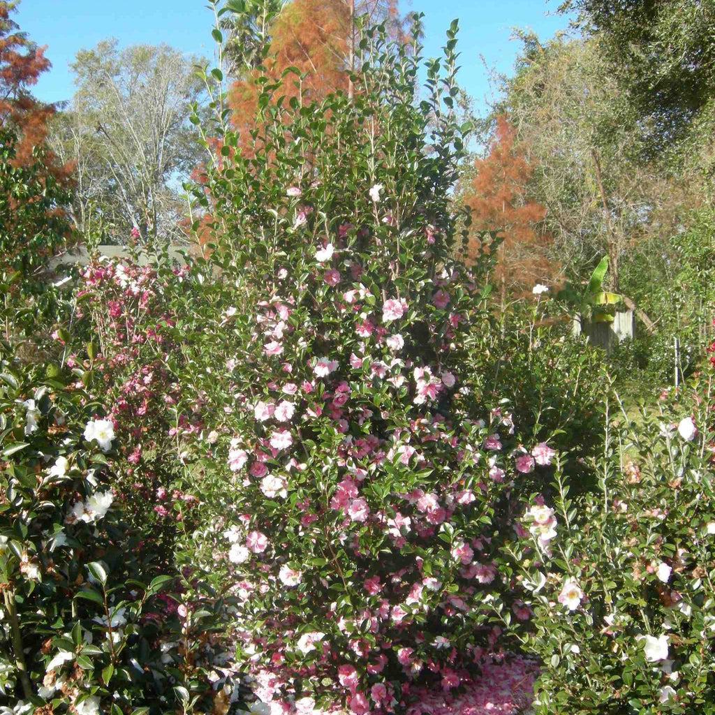 Dream Weaver Camellia - Cheeky Garden