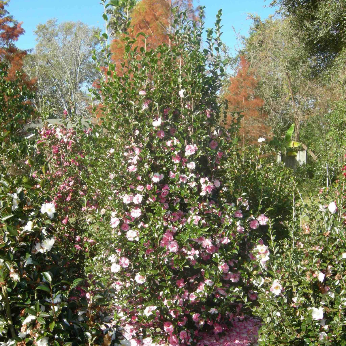 Dream Weaver Camellia - Cheeky Garden