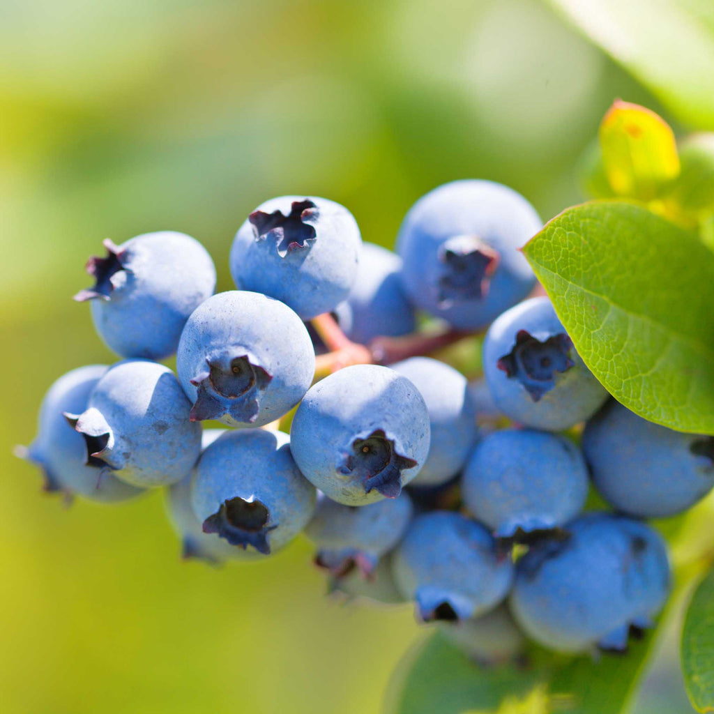 Duke Blueberry - Cheeky Garden