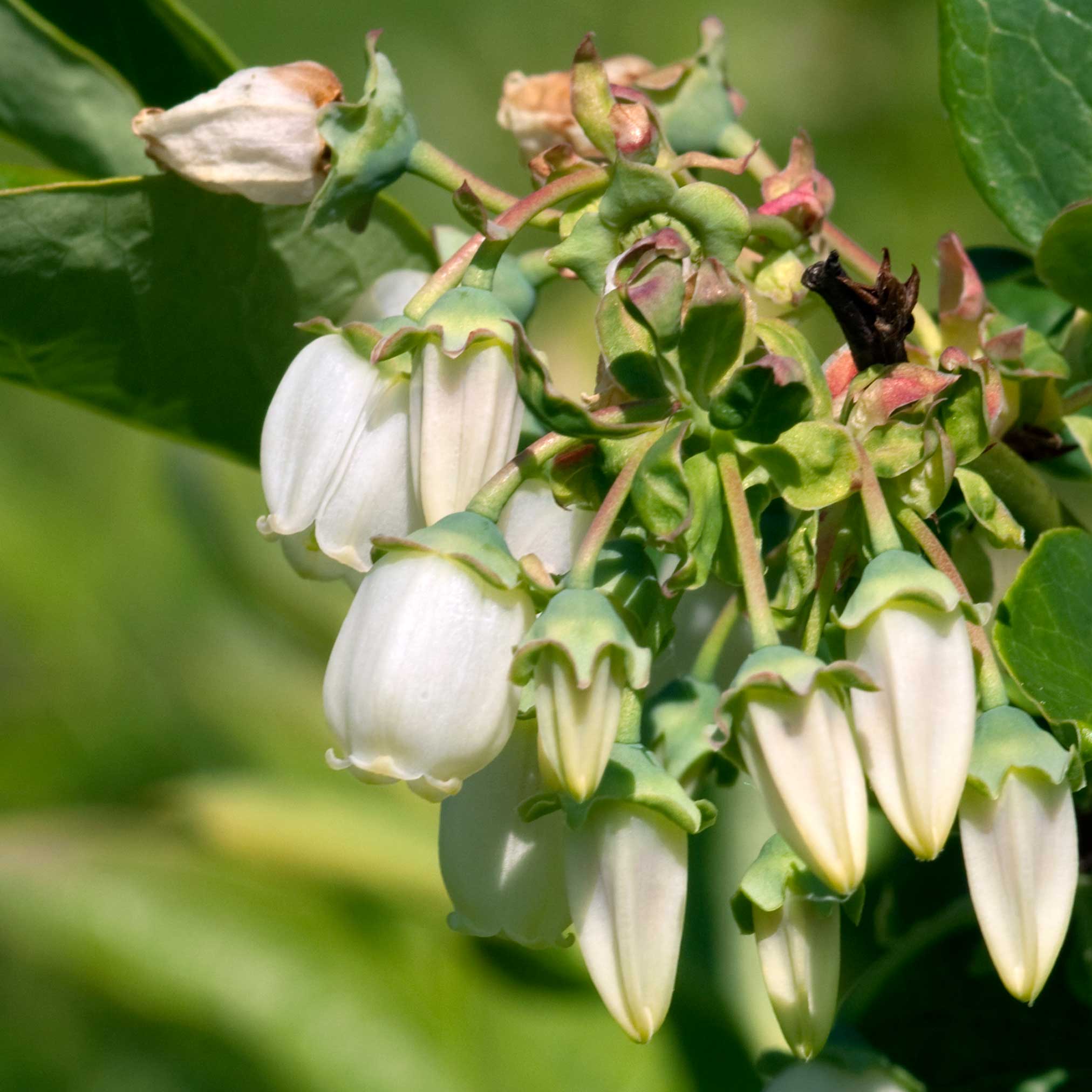 Duke Blueberry - Cheeky Garden