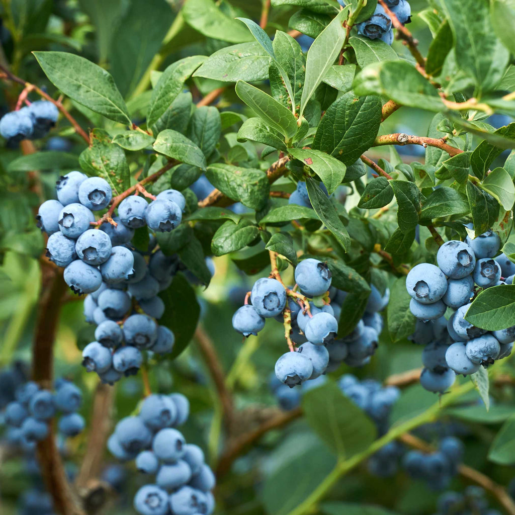 Duke Blueberry - Cheeky Garden